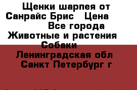 Щенки шарпея от Санрайс Брис › Цена ­ 30 000 - Все города Животные и растения » Собаки   . Ленинградская обл.,Санкт-Петербург г.